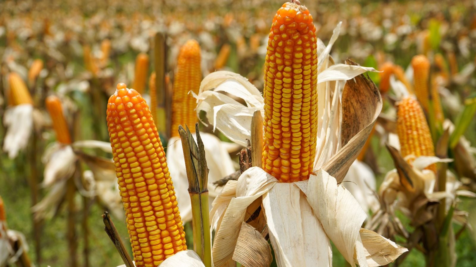 A field with growing cobs having bright yellow crops that appear vivid under the sunlight, with other stalks with bright yellow crops in the background