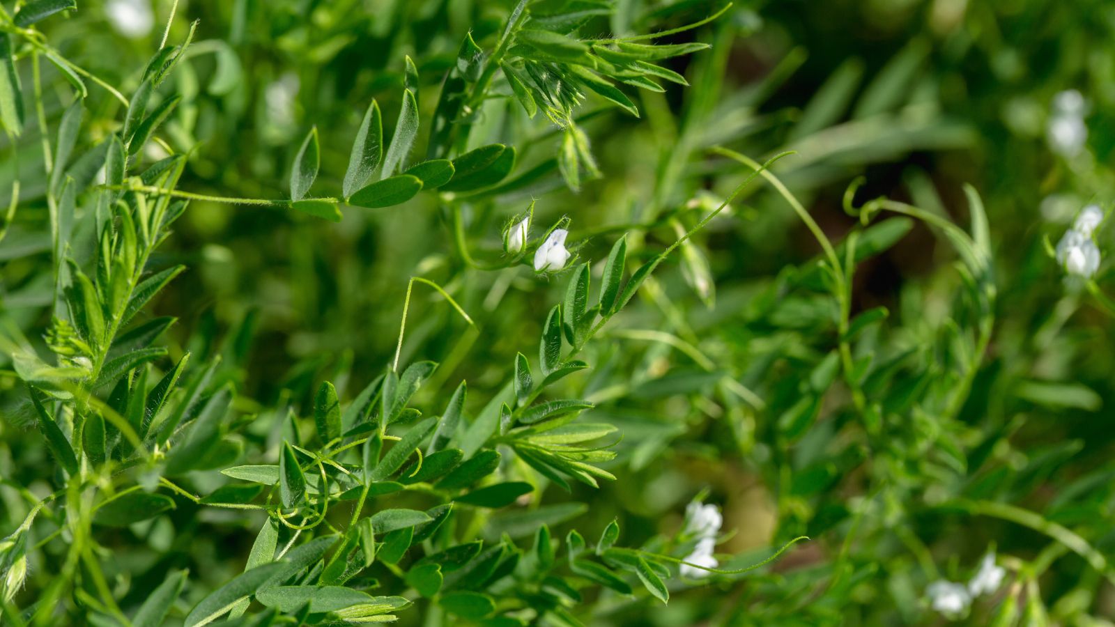 A lovely Lens culinaris with white blooms, appearing to have bright green leaves and stems planted somewhere with lots of sunlight