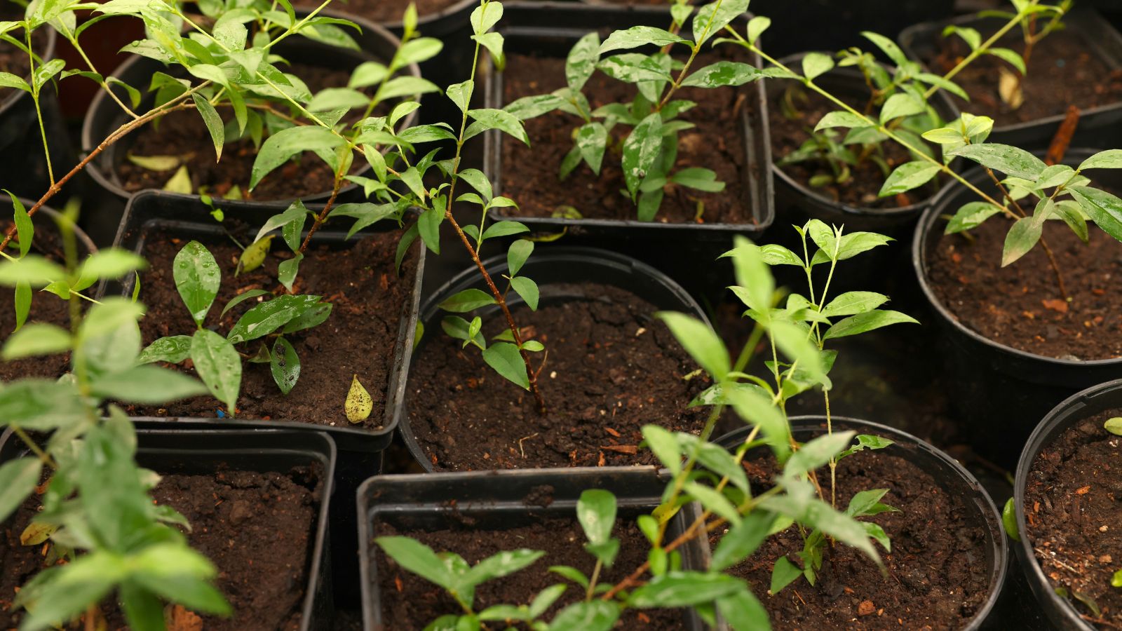 A shot of developing shrubs that are placed in individual pots in a well lit area