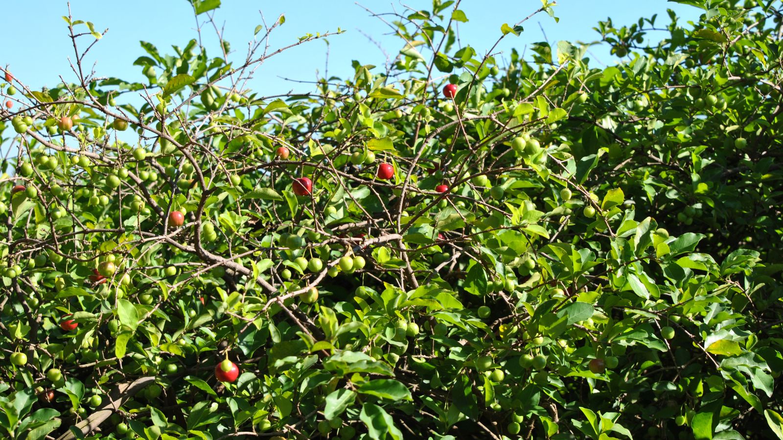 A shot of a fruit bearing shrub and its developing red colored fruits basking in bright sunlight outdoors