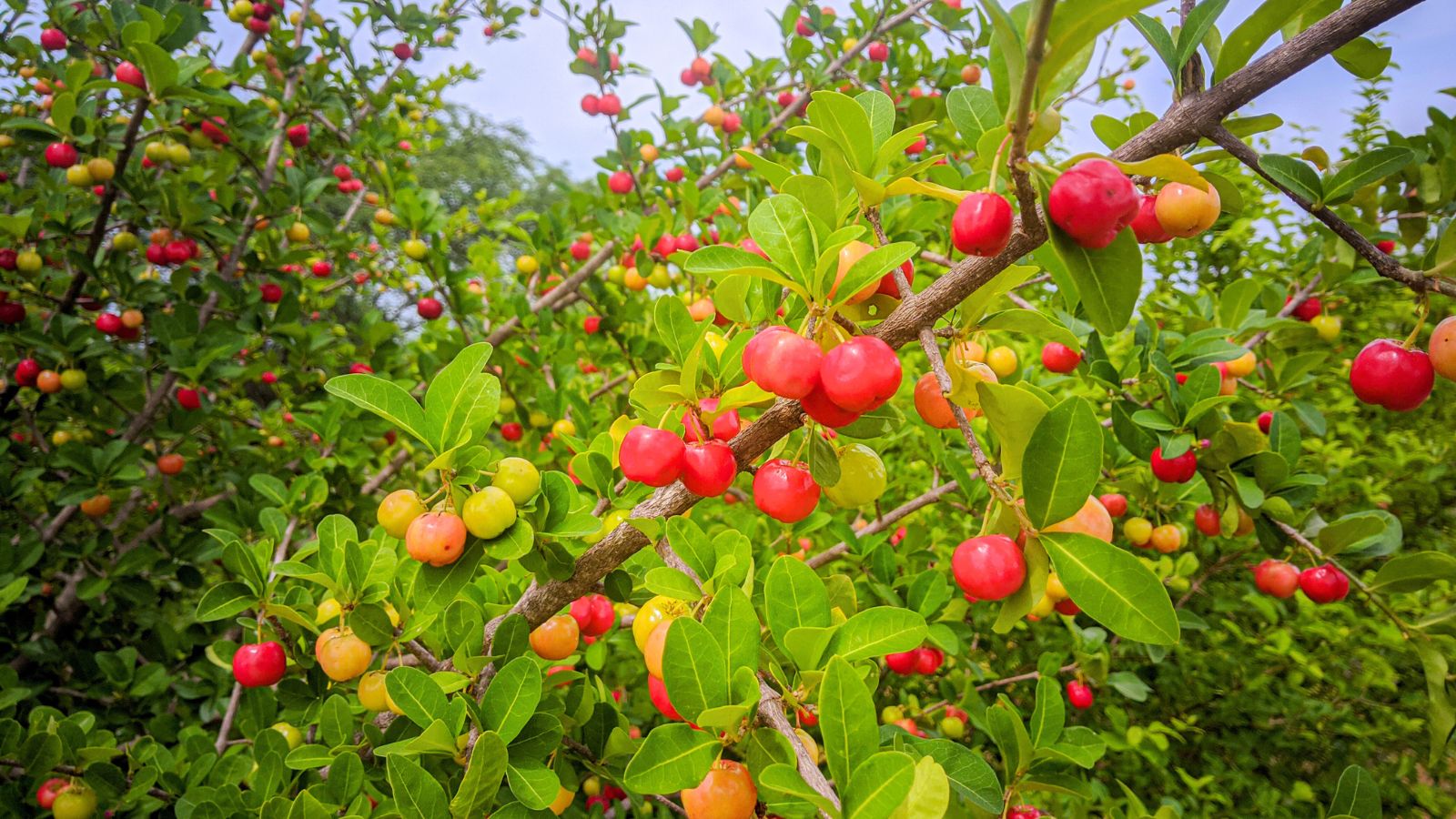 A shot of a small fruit bearing tree showcasing its red fruits and green leaves, all attached to branches in a well lit area