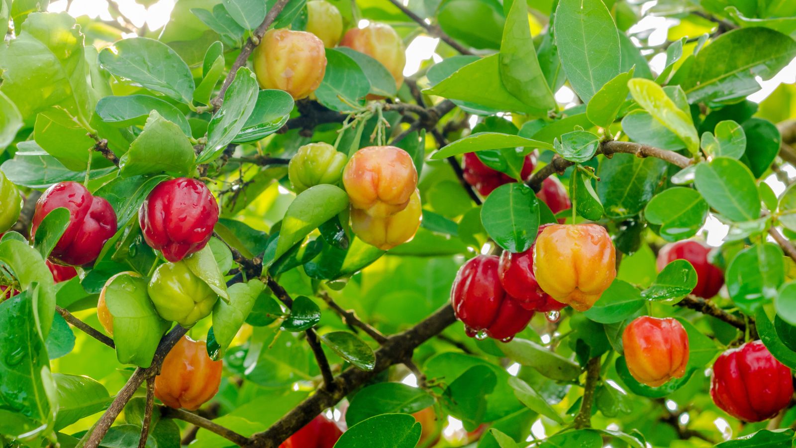 A shot of developing fruits and leaves of a fruit bearing tree in a well lit area outdoors
