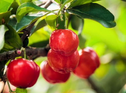 A shot of deveral developing red colored fruits called Barbados Cherry