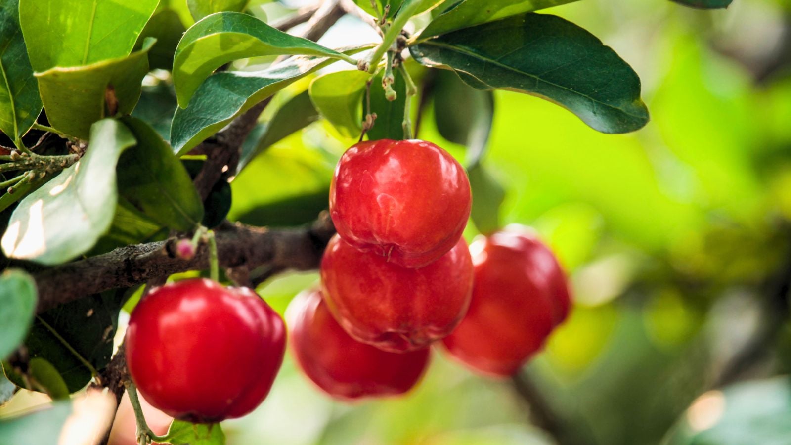 A shot of deveral developing red colored fruits called Barbados Cherry