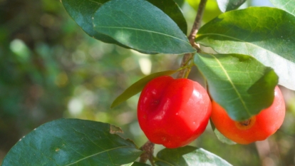 A shot of red fruits and leaves of a fruit bearing tree