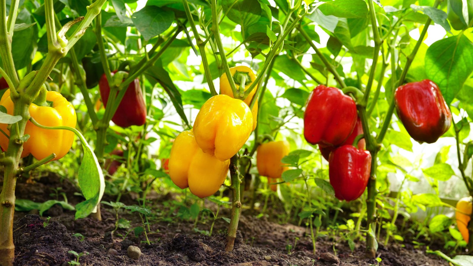 A shot of several developing capsicum crops that shows growing bell peppers