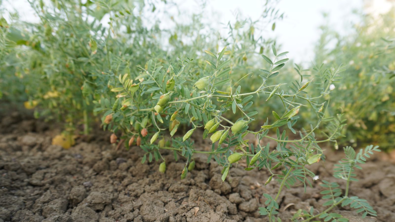 An area in the garden with Lens culinaris, appearing to have lovely green foliage and pods somewhere shady