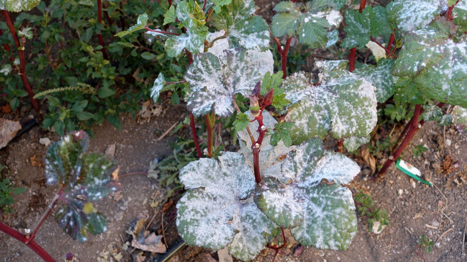 An overhead and close-up shot of a composition of diseased foliage and pods of a crop, all situated in a well lit area outdoors