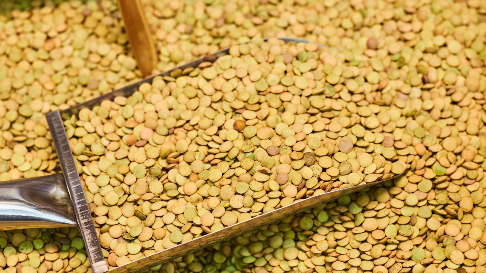Harvested Lens culinaris seeds, appearing to be placed somewhere with bright light, having a scooper stuck into the pile