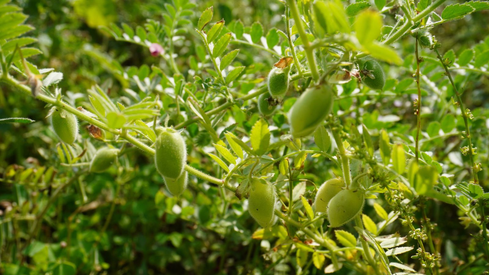 A closeup shot of Lens culinaris plants with pods appearing bright green under sunlight