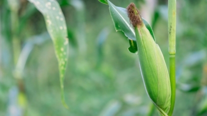 A bright green Zea mays stalk with a crop still covered in husk with other stalks visible in the background