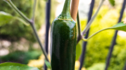 Close up of green jalapeño pepper ready for harvesting.