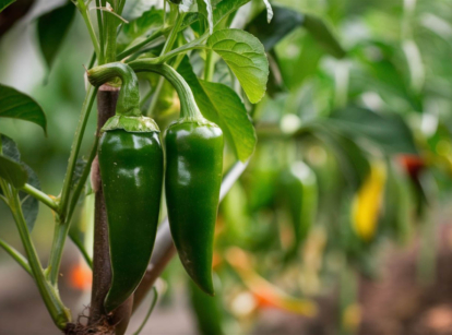 Jalapeño peppers on jalapeño plant in the garden.