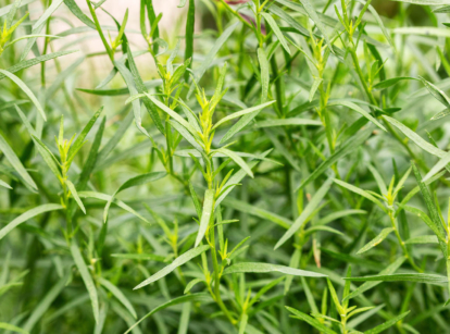 A close-up shot of a composition of aromatic herbs