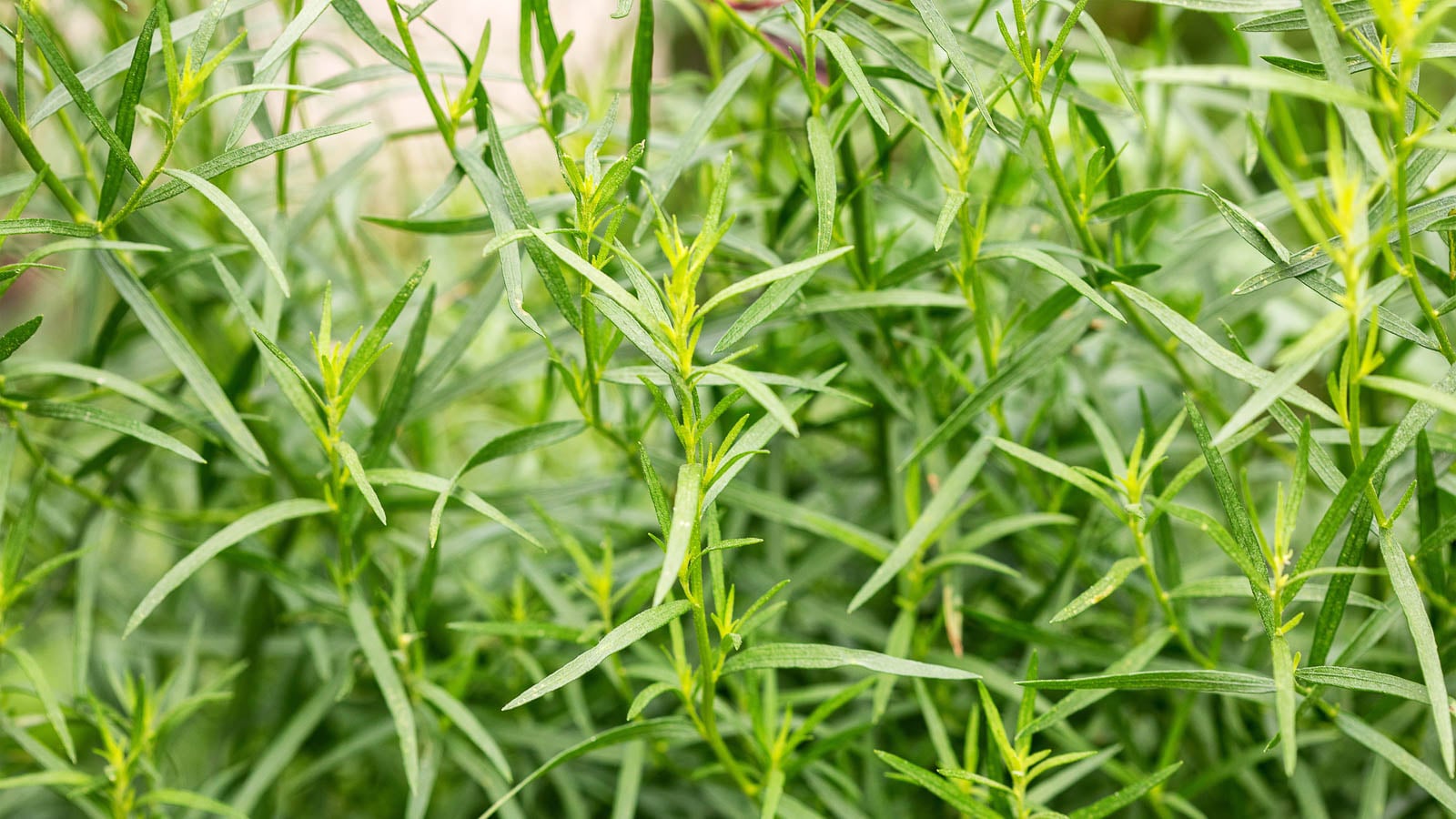 A close-up shot of a composition of aromatic herbs