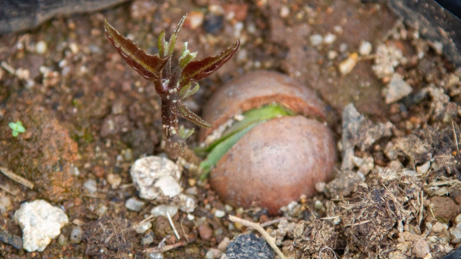 A close-up shot of a developing seedling of a large plant that is placed on rich soil in a well lit area outdoors