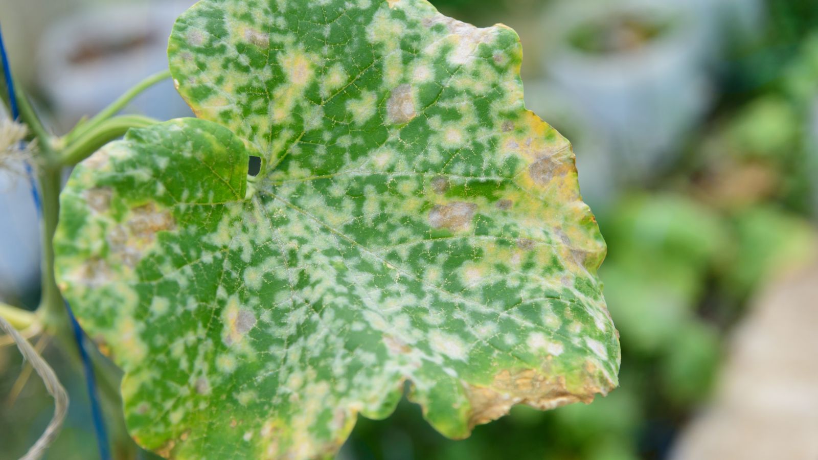 A close-up shot of a leaf of a melon affected with leaf spot