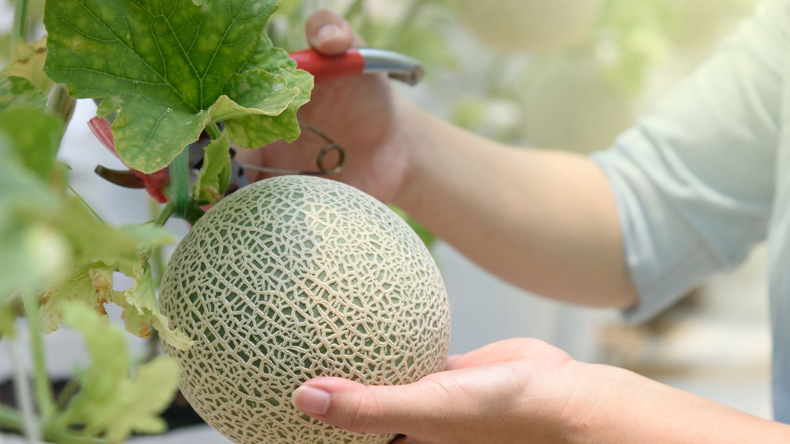 A close-up shot of a person in the process of pruning leaves of a melon fruit