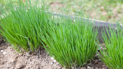 A close-up shot of a row of developing flowering plants showcasing its thing green stalks placed in a raised bed in a well lit area outdoors