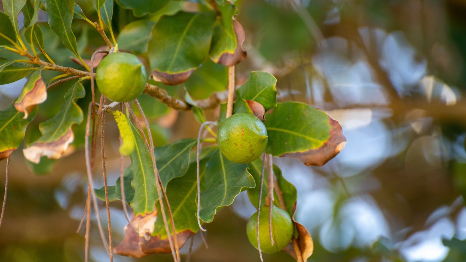 A close-up shot of fruits and leaves of a large tree with some of the leaves already drying
