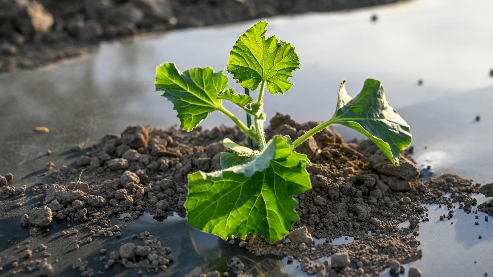 A close-up shot of green leaves of a fruit seedling placed in a sandy and loamy soil outdoors
