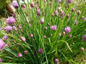 A close-up shot of growing chives