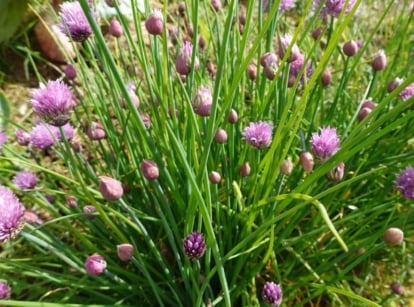 A close-up shot of growing chives
