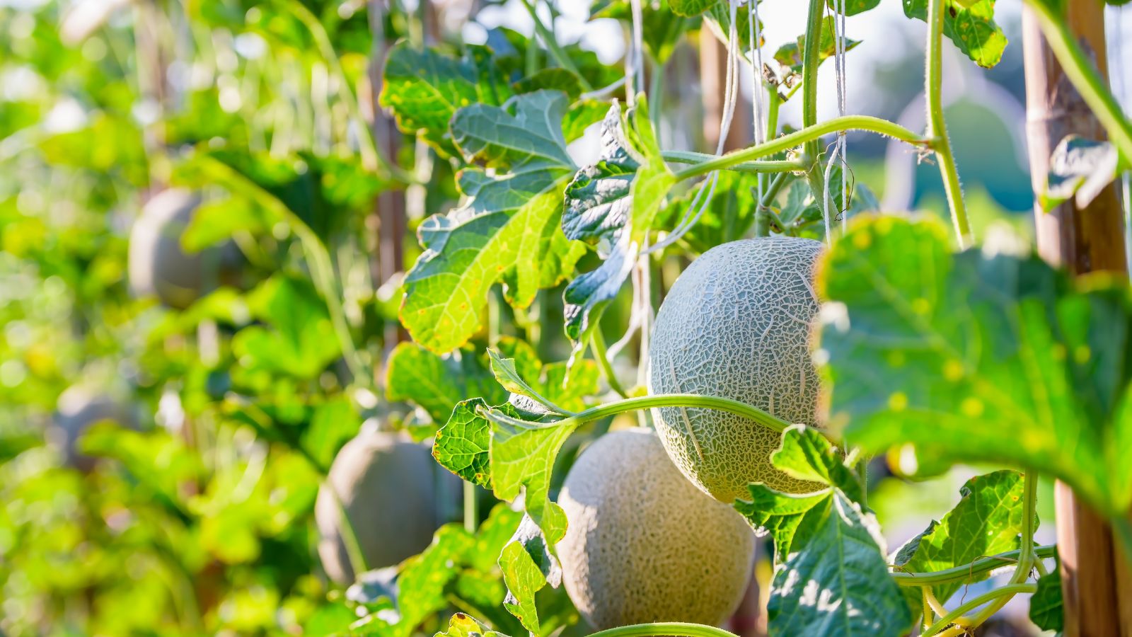 A close-up shot of several developing round fruits basking in bright sunlight outdoors