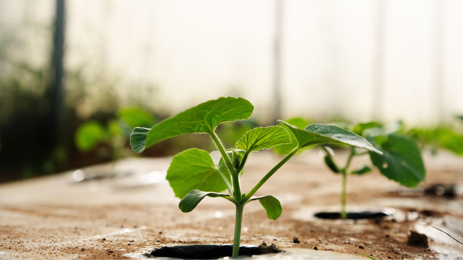 A close-up shot of transplanted seedlings of a fruit in a bright sunlit yard area