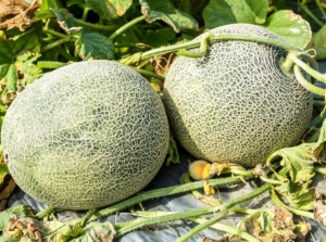 A close-up shot of two developing melon fruits that showcases Growing Cantaloupe
