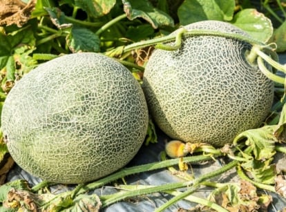 A close-up shot of two developing melon fruits that showcases Growing Cantaloupe