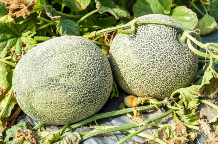 A close-up shot of two developing melon fruits that showcases Growing Cantaloupe