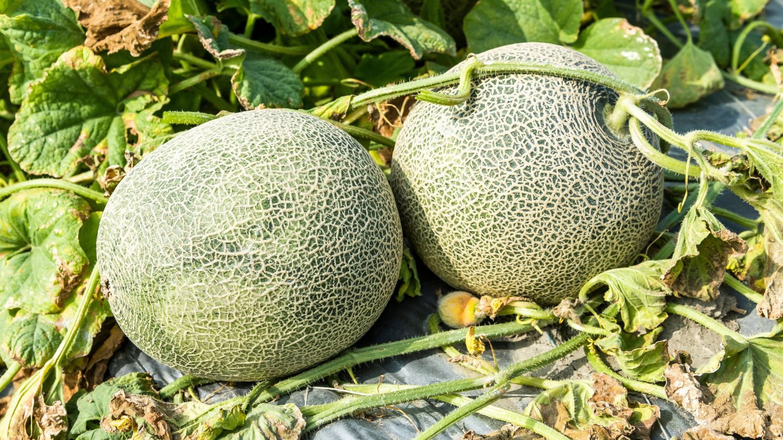 A close-up shot of two developing melon fruits that showcases Growing Cantaloupe