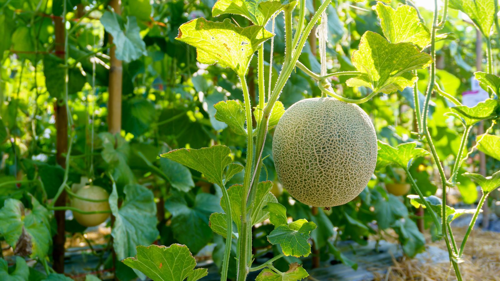 A shot of a developing round fruit and its leaves basking in bright sunlight outdoors