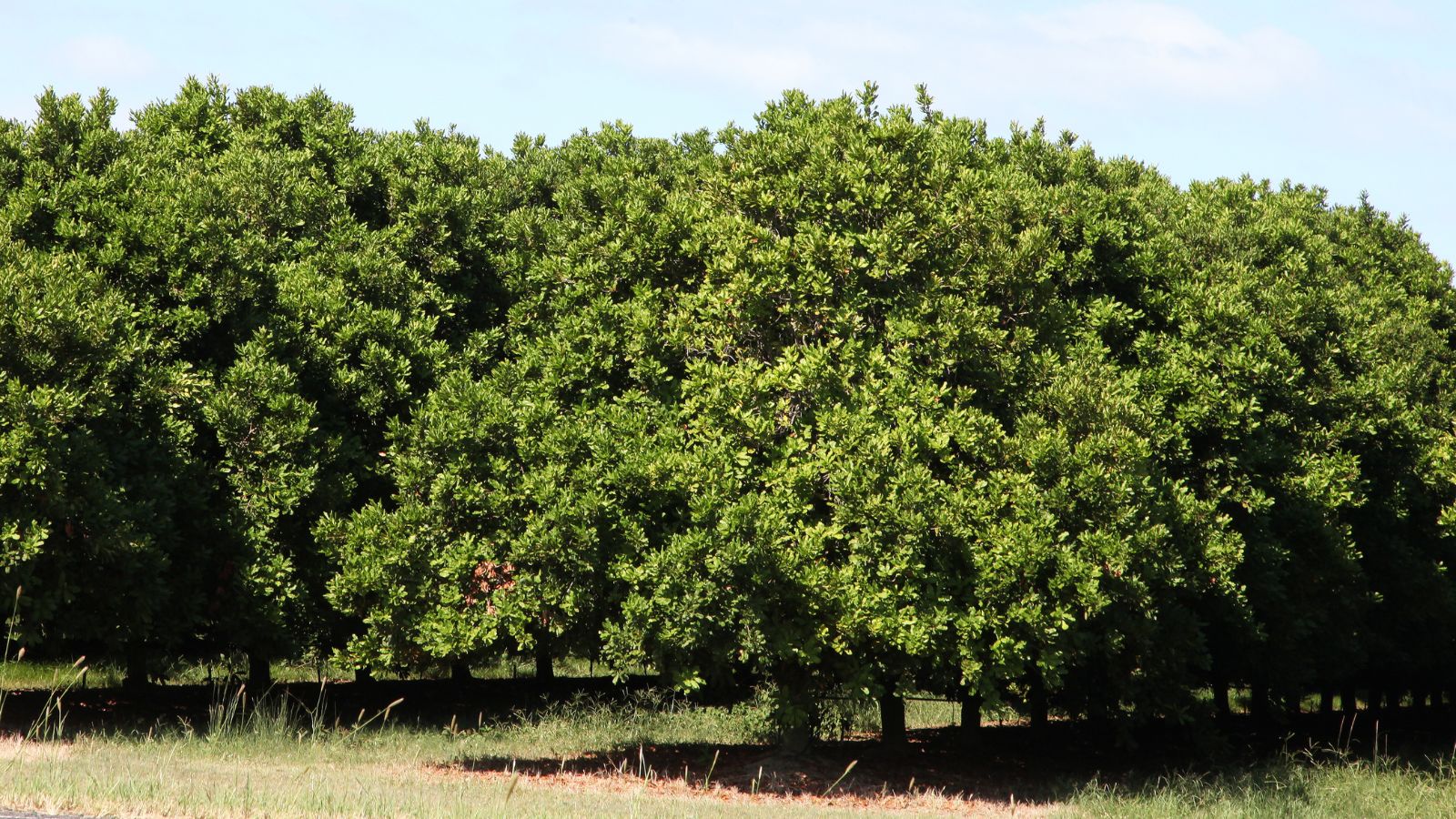 A shot of a group of large, hard fruit bearing plants in a well lit area outdoors