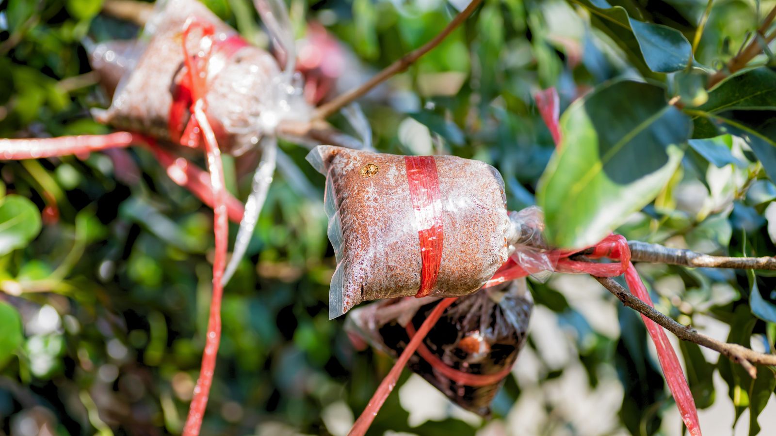 A shot of a large plant in the process of grafting in a well lit area