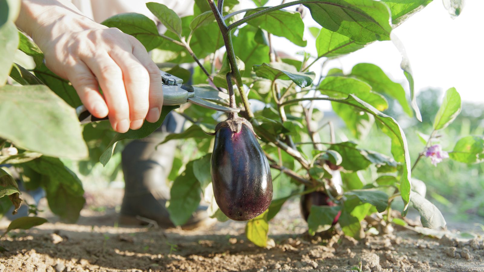 A shot of a person's hand using pruners to prune off vegetables in a well lit area outoors