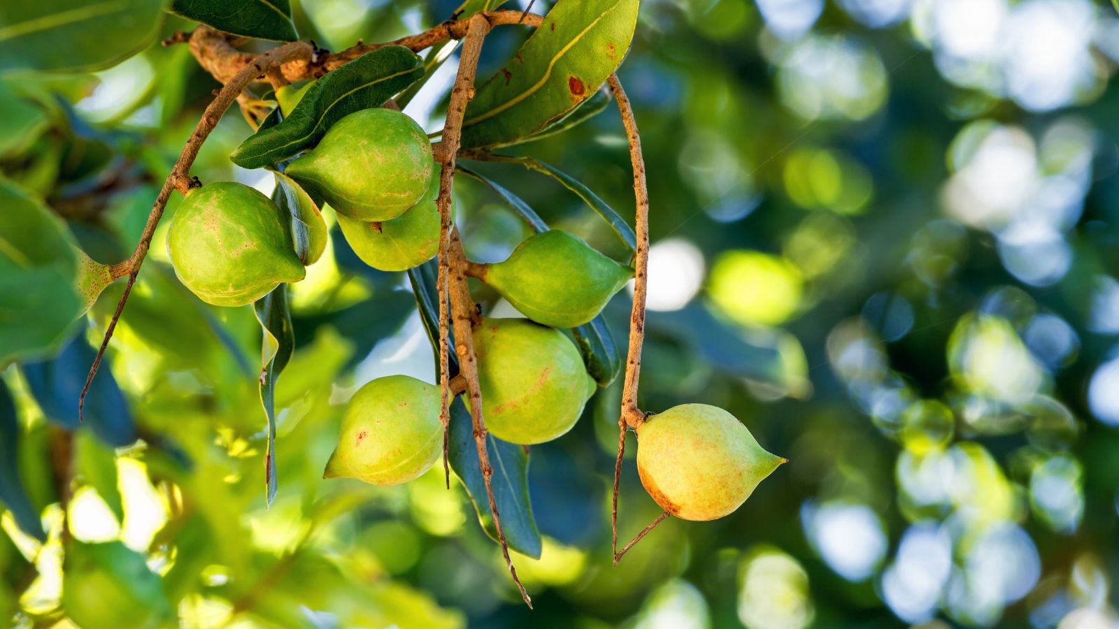 A shot of fruits and leaves of a large plant basking in bright sunlight outdoors