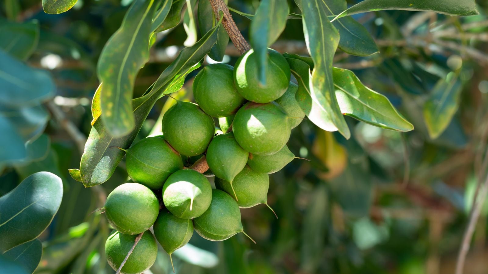 A shot of fruits and leaves of a macadamia nut tree