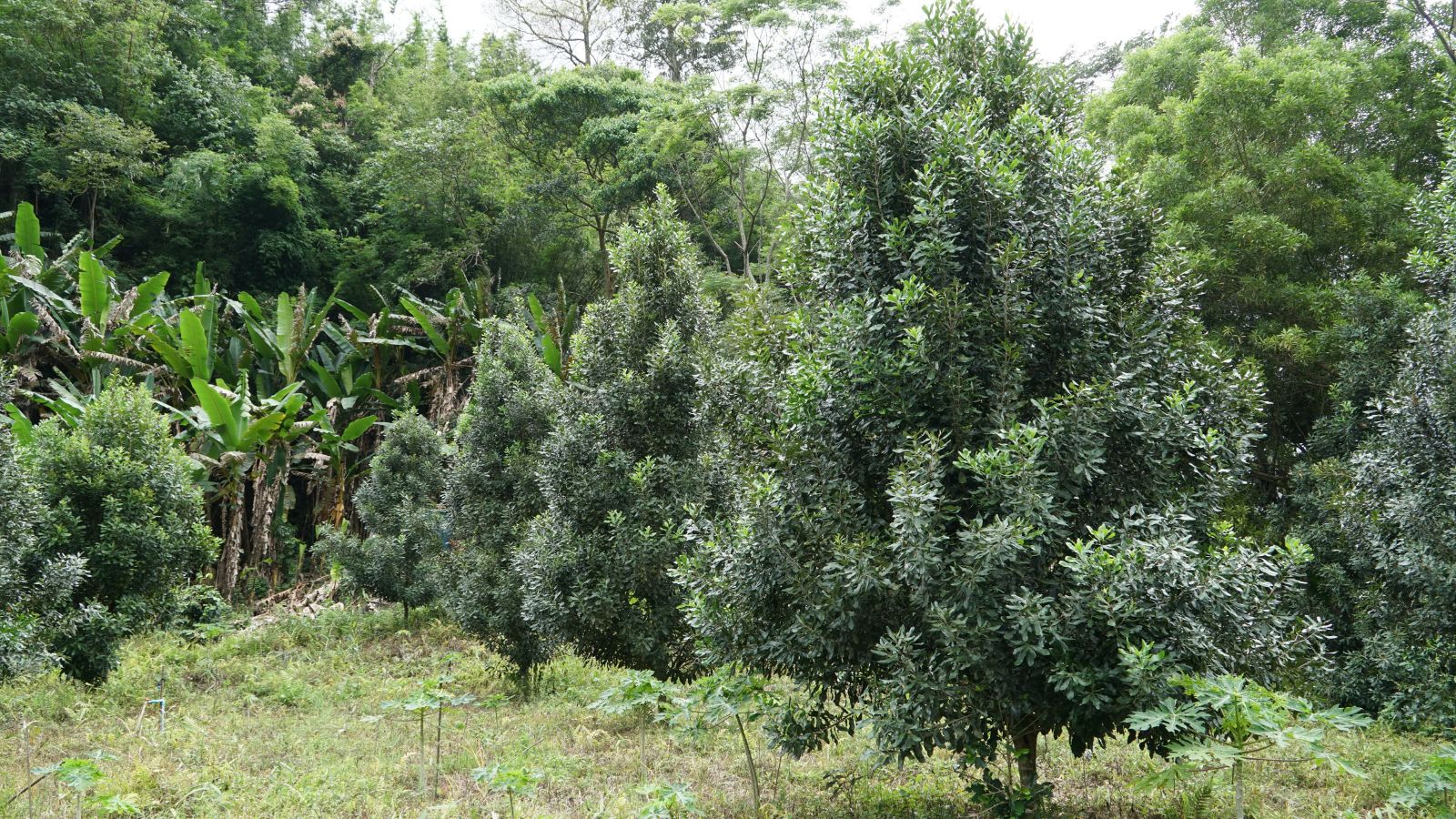 A shot of several rows developing large plants in a well lit area