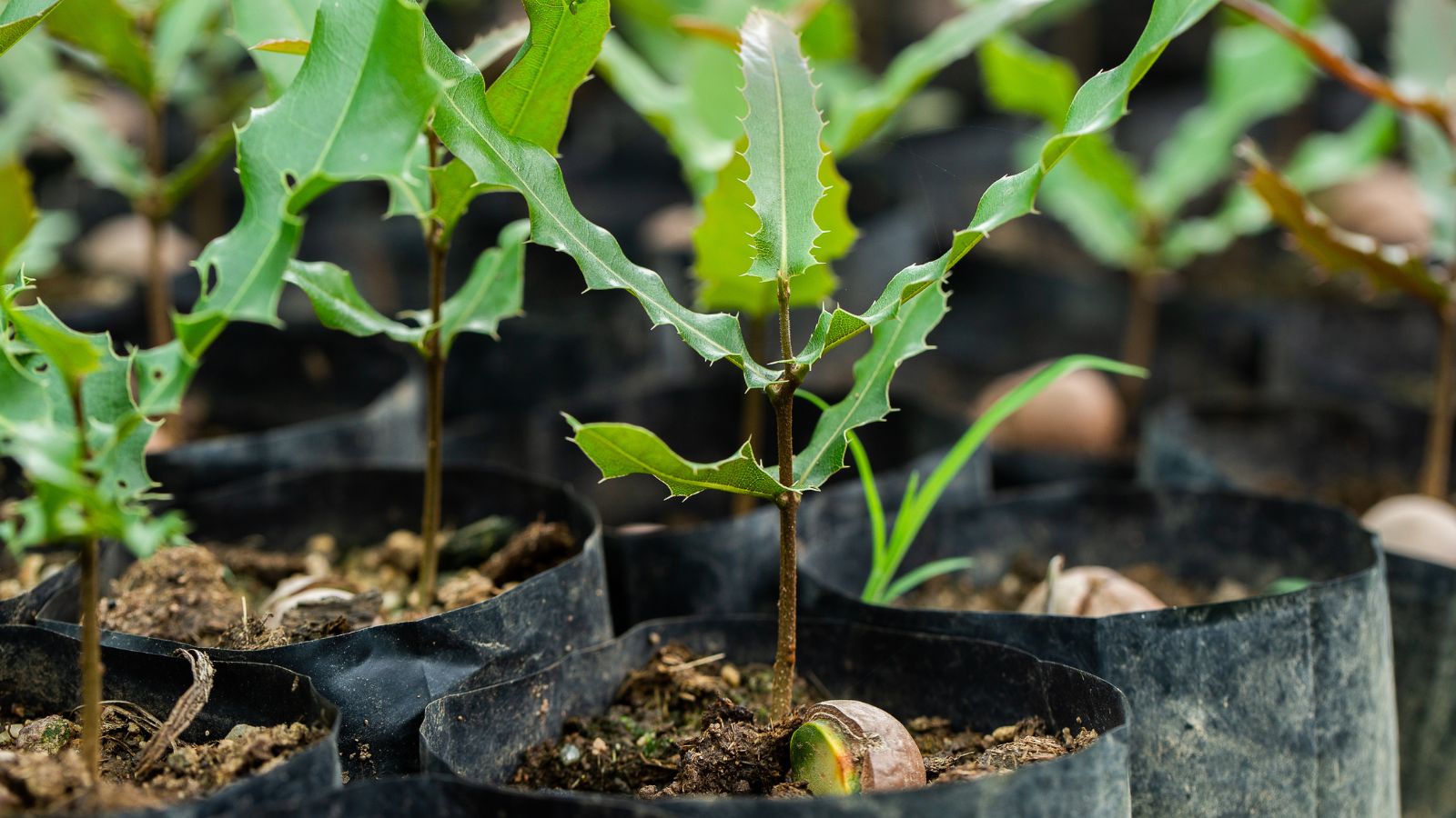A shot of several potted seedling of a fruit bearing plant in a well lit area