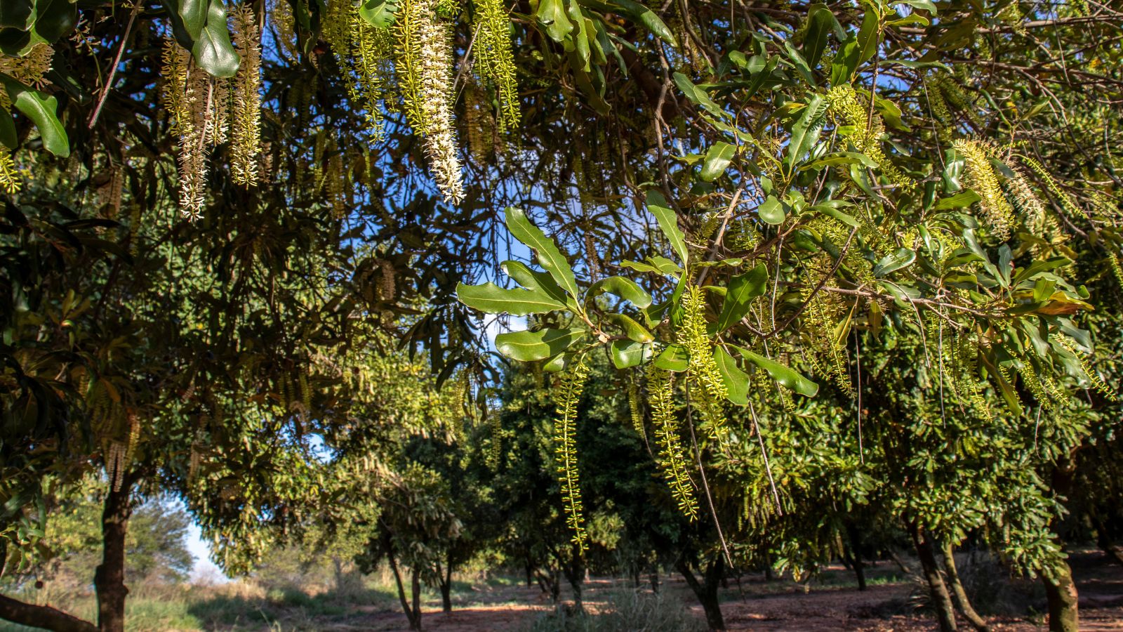 A shot of several varieties of large plants showcasing its blossoming flowers in a well lit area
