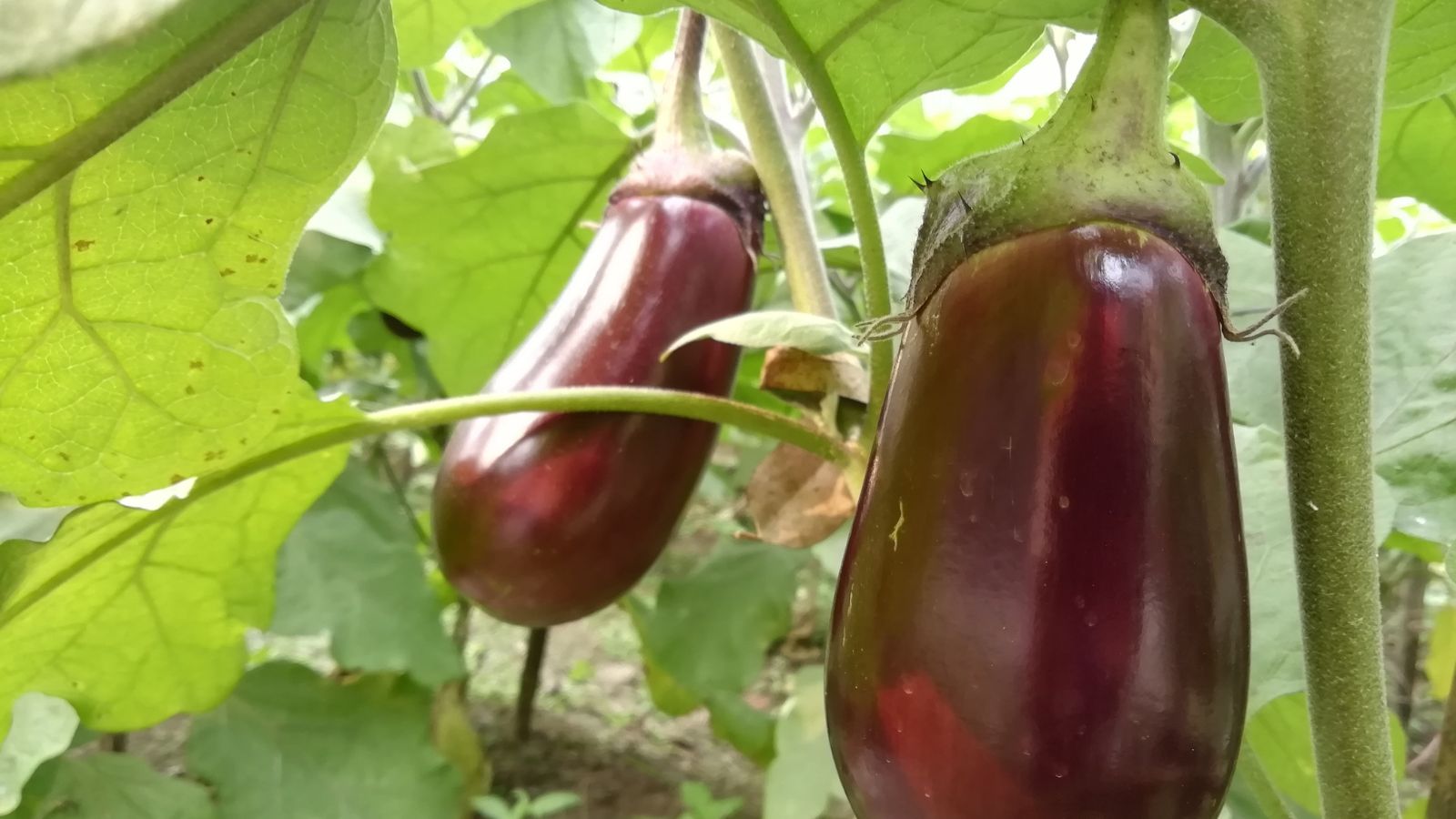 A shot of two growing oblong shaped fruits of a plant both basking in bright sunlight outdoors