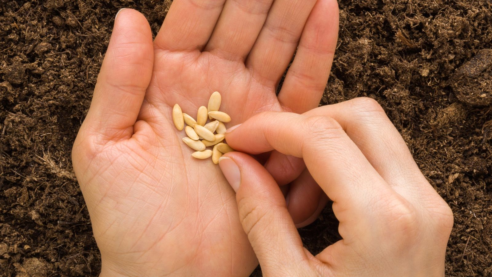 A close-up and overhead shot of a person's hand holding a small pile of plant ovules, all situated in a well lit area