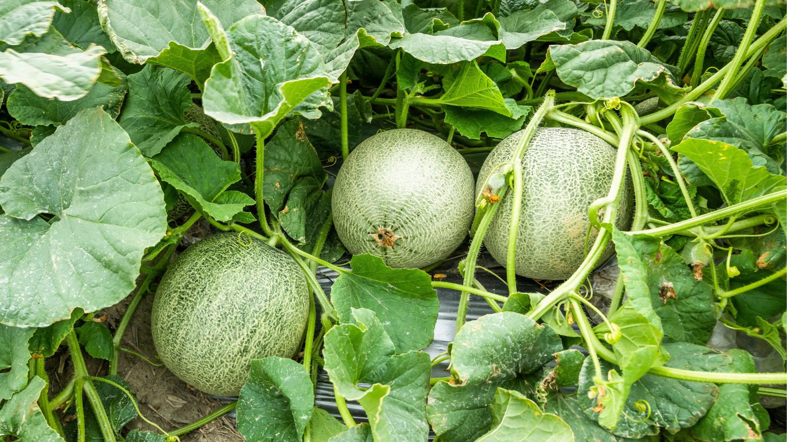 An overhead shot of several developing round melon fruits along with their vines and leaves outdoors