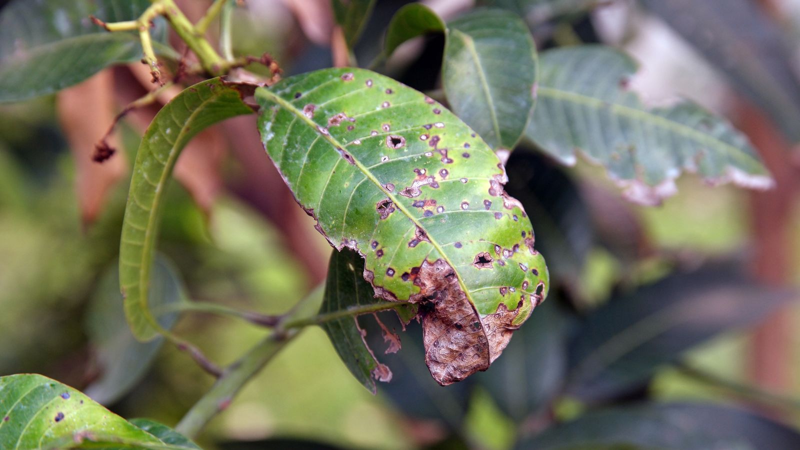 A shot of leaves of a plant that is infected with the Anthracnose disease