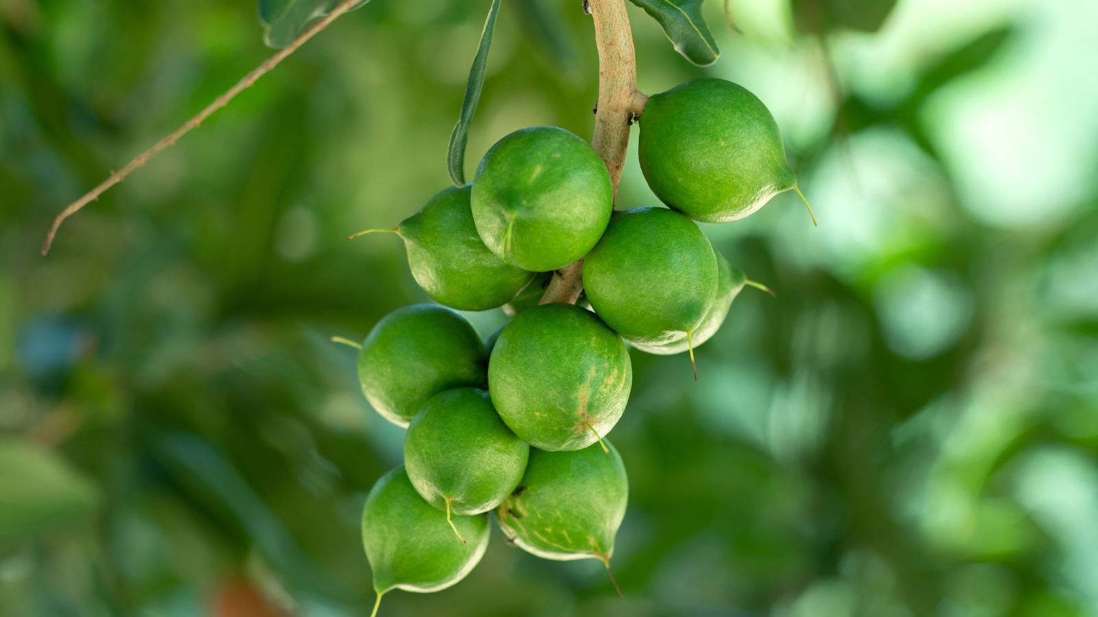 A close-up shot of a variety of a large tree called Beaumont, showcasing its grape-like clusters of fruits