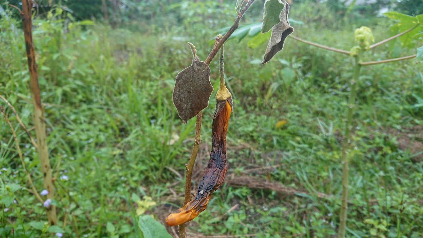 A shot of an oblong shaped crop that is severely affected by Phomopsis fruit rot