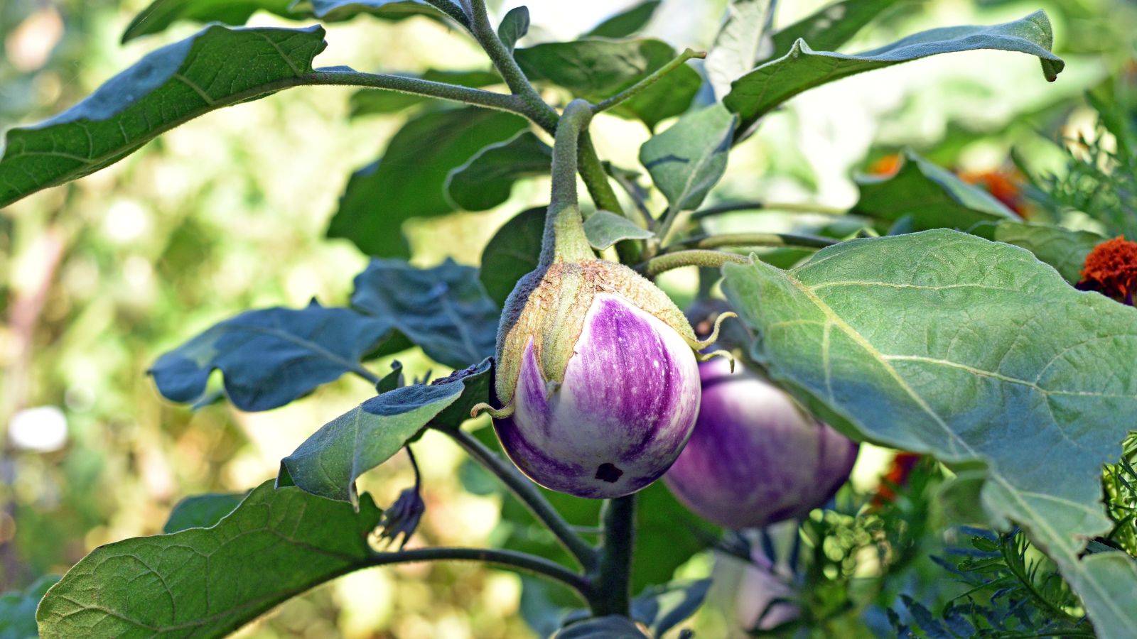 A close-up shot of several developing variety of vegetable called Rosa bianca