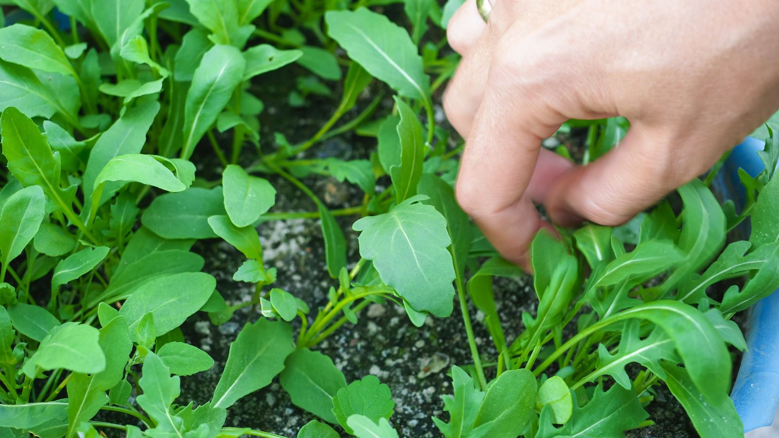 A shot of a person's hand in the process of inspecting growing leafy herbs